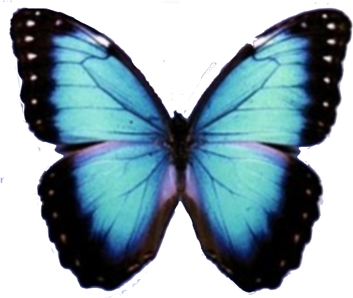 mariposa